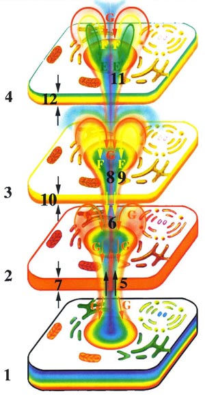 Эмоции и здоровье