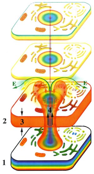 Эмоции и здоровье