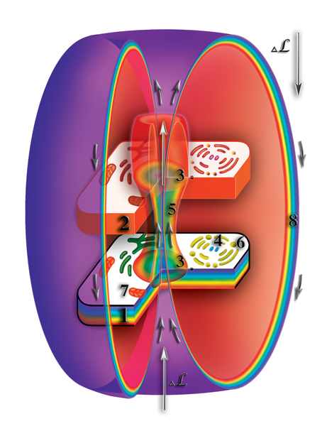 клетка-циркуляция материй Pic.4.3.15