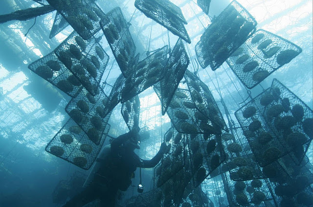 Скатный жемчуг 