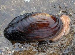 Скатный жемчуг 