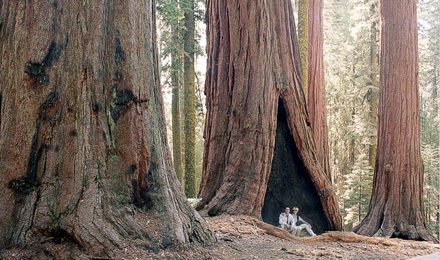 Скатный жемчуг 