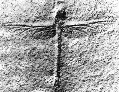 Скатный жемчуг 