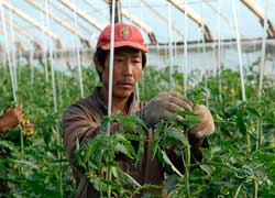 Китайские овощи на русском столе