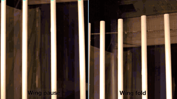 Почему птицы не сталкиваются друг с другом в полёте?