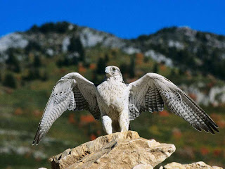 Мы - Русские, Мы – Арийцы, Мы - Славяне, Мы - Асы