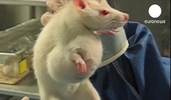 Французские контрольные органы раскритиковали исследование о вреде ГМО