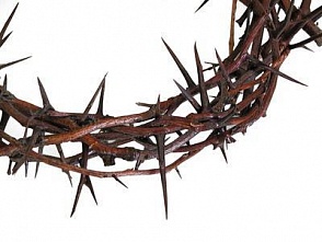 Терновый венец эволюции