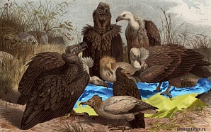 Что сделает ФБР США с украденными украинскими активами?