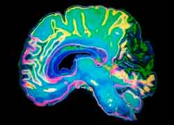 Учёные раскрыли секрет честности